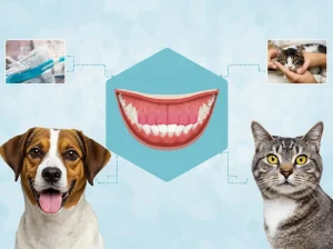 Pet Dentistry: A Guide to Scaling and Dental Health for Dogs and Cats