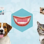 Pet Dentistry: A Guide to Scaling and Dental Health for Dogs and Cats