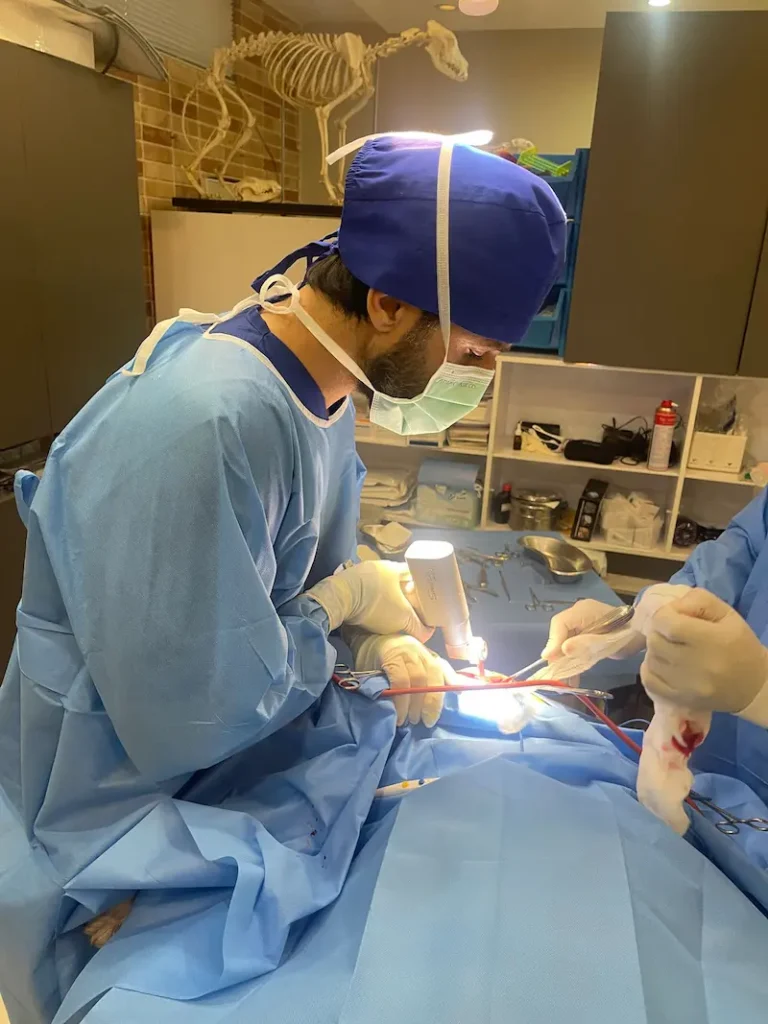 Veterinary Dentistry